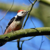 Middelste Bonte Specht - Dendrocoptes medius