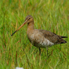 Grutto - Limosa limosa
