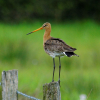 Grutto - Limosa limosa