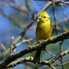Geelgors - Emberiza citrinella
