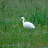 Kleine Zilverreiger - Egretta garzetta