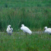 Lepelaar - Platalea leucorodia