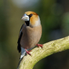 Appelvink - Coccothraustes coccothraustes