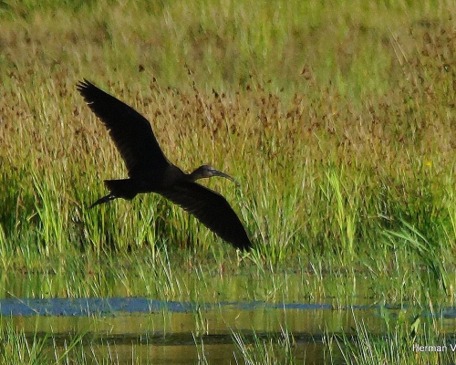 Zwarte Ibis - Plegadis falcinellus