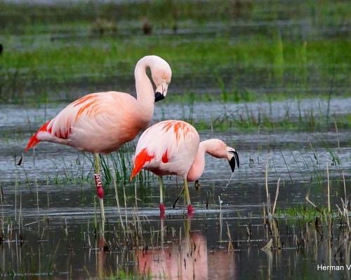 Chileense Flamingo - Phoenicopterus chilensis